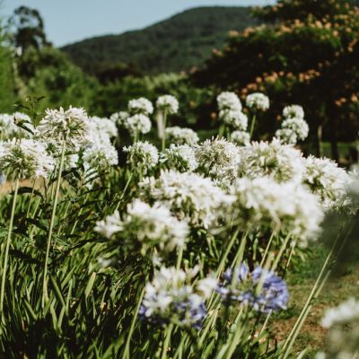Jardines Del Pazo Cerca De Santiago De Compostela